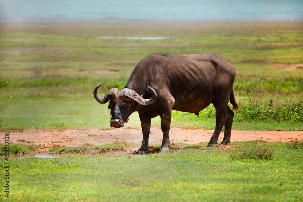 portrait of a large African buffalo portrait of a large African buffalo