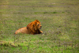 large wild African lion lies on green grass