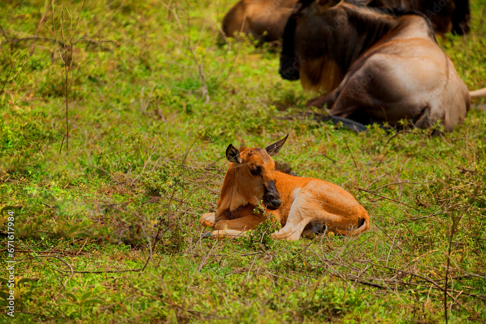 newborn cub of wildebeest next to his mother stands newborn cub of wildebeest next to his mother stands