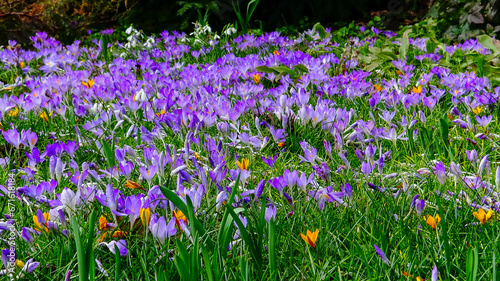 Garden crocuses bloom in spring in the botanical garden