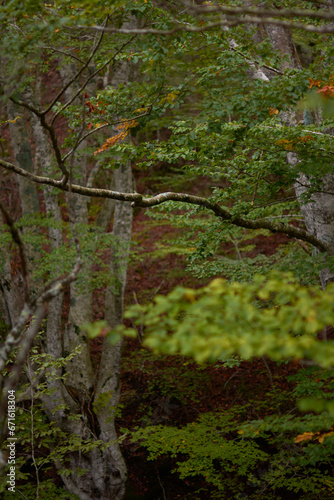 The colors of autumn in the beech forest of the Iranzu River Canyon in the Sierra de Urbasa. Navarre. Spain