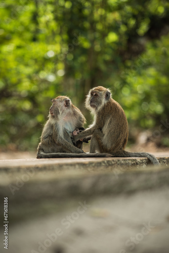 Long tailed macaque cleaning each other  monkeys in asia