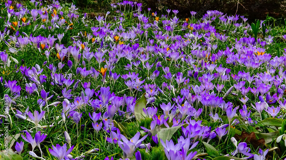 Garden crocuses bloom in spring in the botanical garden Garden crocuses bloom in spring in the botanical garden