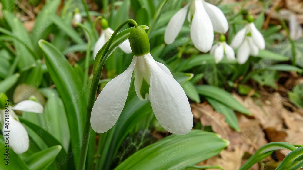 Galanthus elwesii (Elwes's, greater snowdrop) in the wild, Red Book Ukraine Galanthus elwesii (Elwes's, greater snowdrop) in the wild, Red Book Ukraine