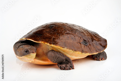 Weißbauch-Schnappschildkröte // Branderhorst's snapping turtle (Elseya branderhorsti) - Papua New Guinea
