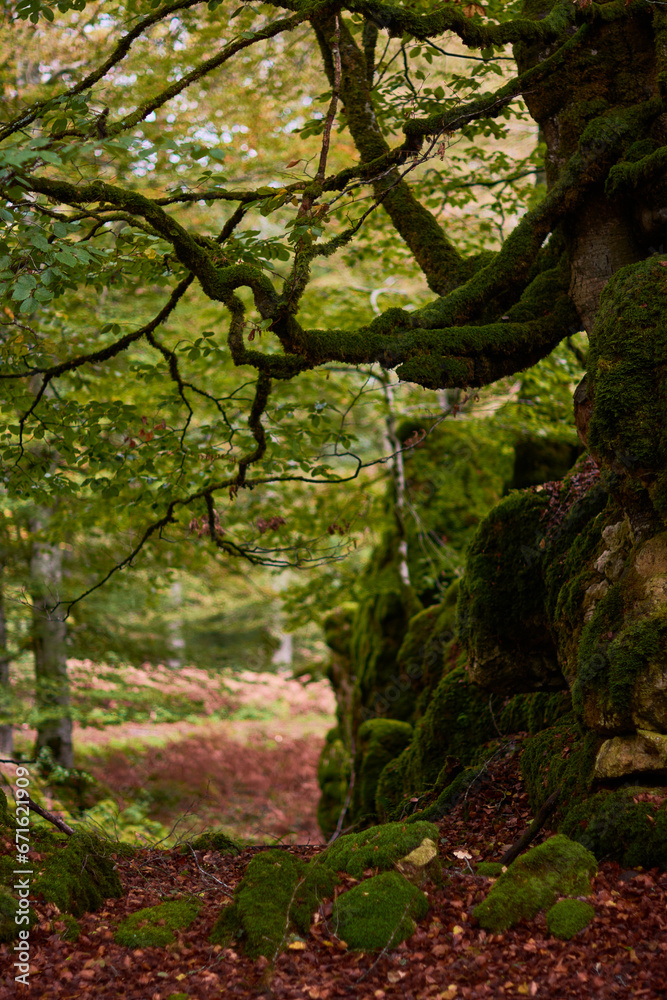 Fototapeta premium The colors of autumn in the Enchanted Beech Forest in the Sierra de Urbasa. Navarre. Spain