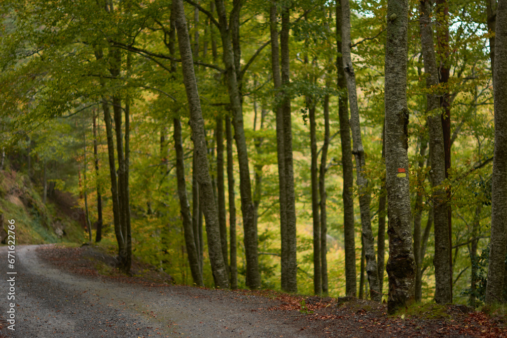 Fototapeta premium The colors of autumn in the beech forest on the route to the Puente Ra waterfalls in the Sierra de Cebollera (La Rioja). Spain