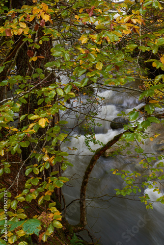 The colors of autumn in the beech forest on the route to the Puente Ra waterfalls in the Sierra de Cebollera (La Rioja). Spain photo