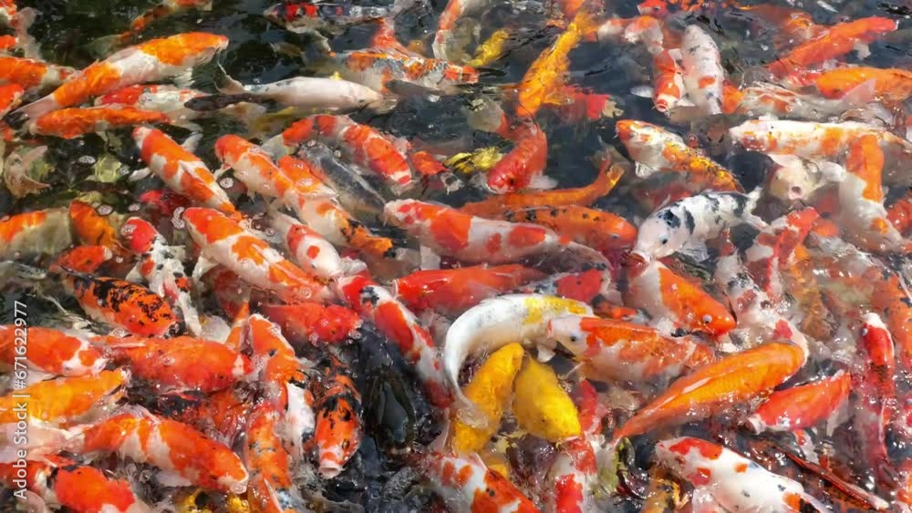 Many colourful fancy carp fish (Cyprinus Carpio) swimming in pond with fresh clear water.
