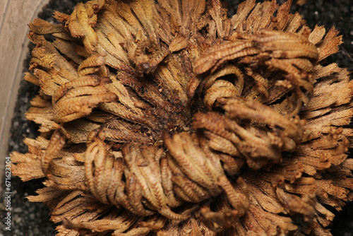 Picture of Selaginella lepidophylla resurrection plant photo