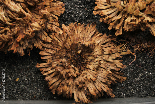 Picture of Selaginella lepidophylla resurrection plant photo