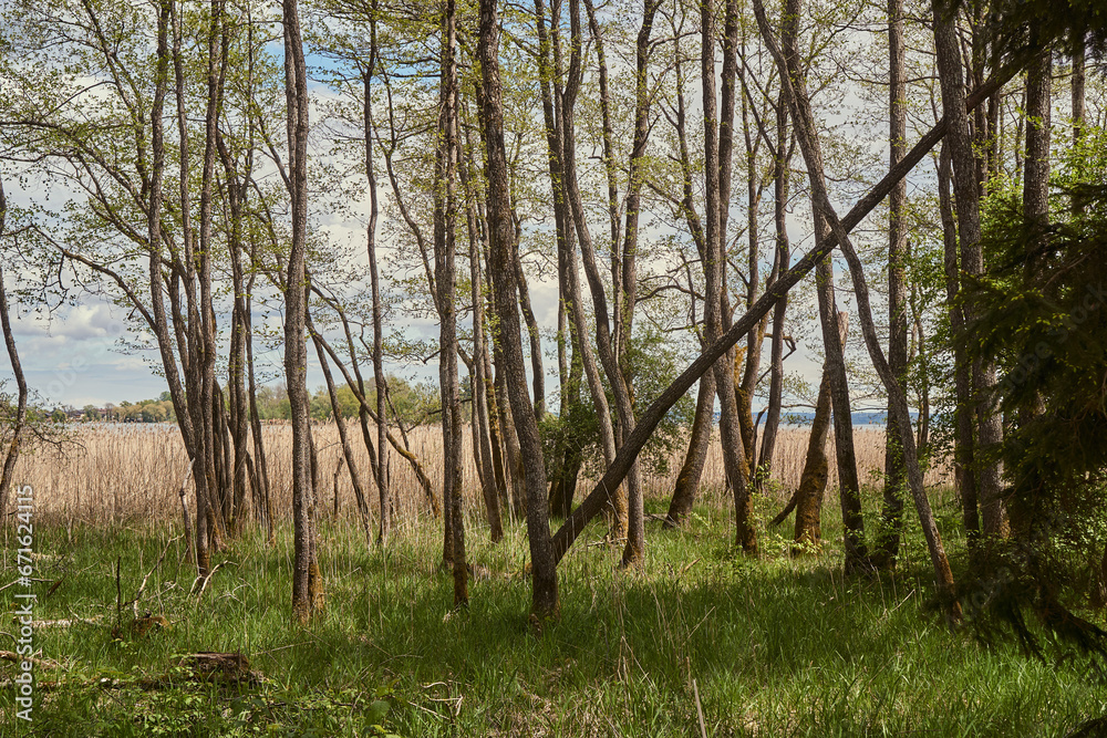 Obraz premium trees on the bank of lake