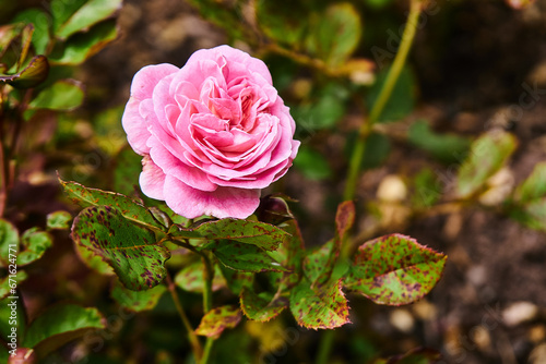 pink rose in garden