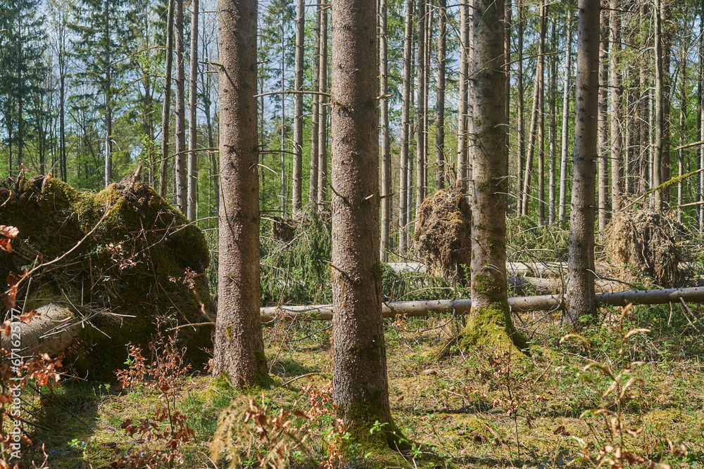 Obraz premium Fallen tree after the storm
