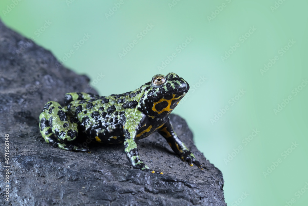 Obraz premium Oriental fire bellied toad, Fire belly small toad on rock