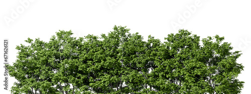 Fotografi Woods tropics trees group landscape on transparent backgrounds 3d illustration