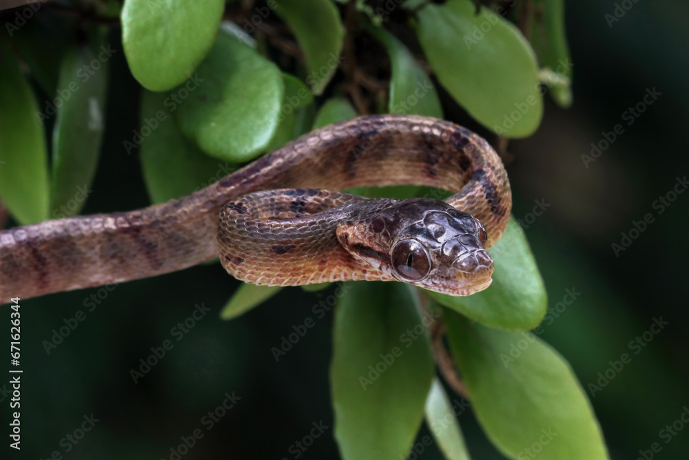 Fototapeta premium snake in a tree, boiga cynodon snake 
