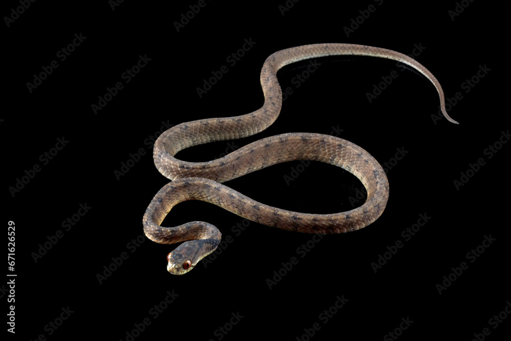 Fototapeta premium slug-eating snake isolated on black background, Pareas carinatus, a snail-eating snake 