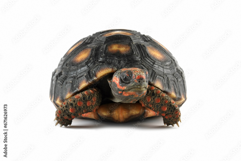 Cherry head red-footed tortoises isolated on white, Chelonoidis carbonarius Cherry head red-footed tortoises isolated on white, Chelonoidis carbonarius