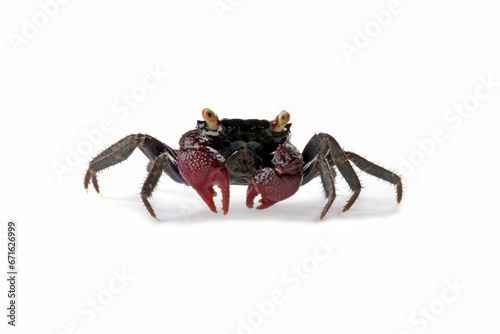 Vampire crab isolated on white background