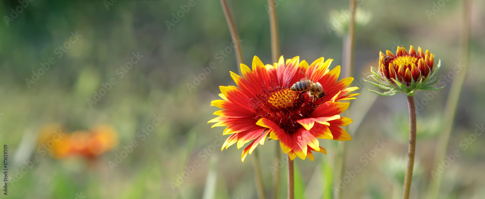 bee collect the honey from a colorful flower. Panoramic view