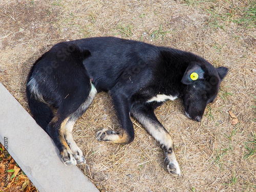 Photography The black dog with yellow tag on ear is sleeping on the autumn grass
