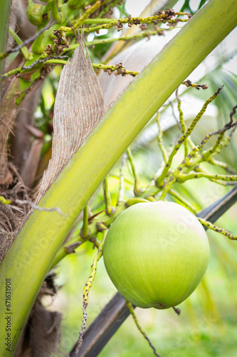 Coconut perfume fruit on the tree.