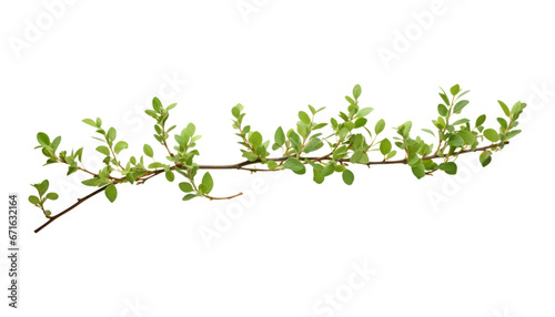 branch leaves isolated on transparent background cutout