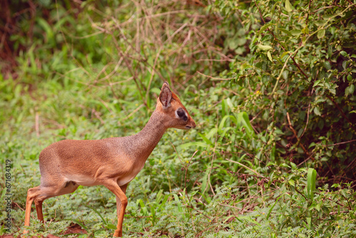 Gunthers Dikdik smallest antelope Serengeti