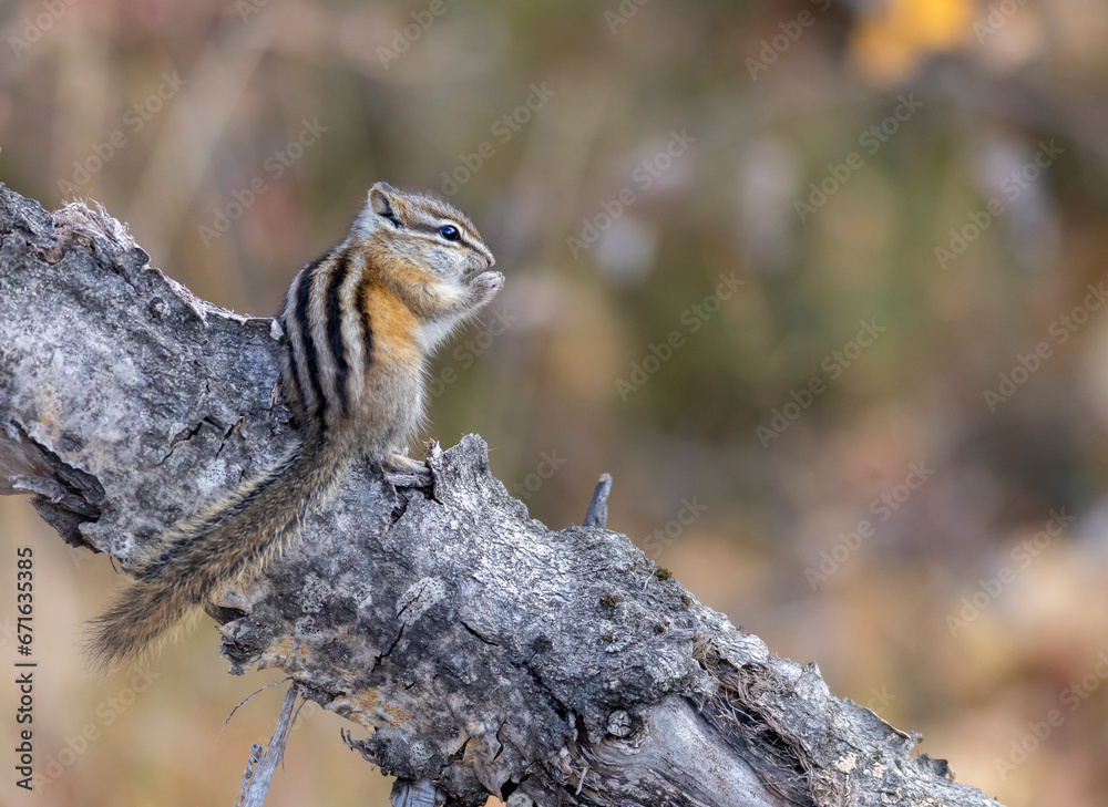 Least chipmunk on tree linb Least chipmunk on tree linb