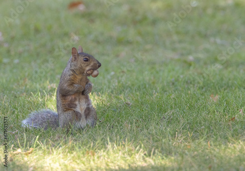 Eastern gray squirrel with mouth full of acorns