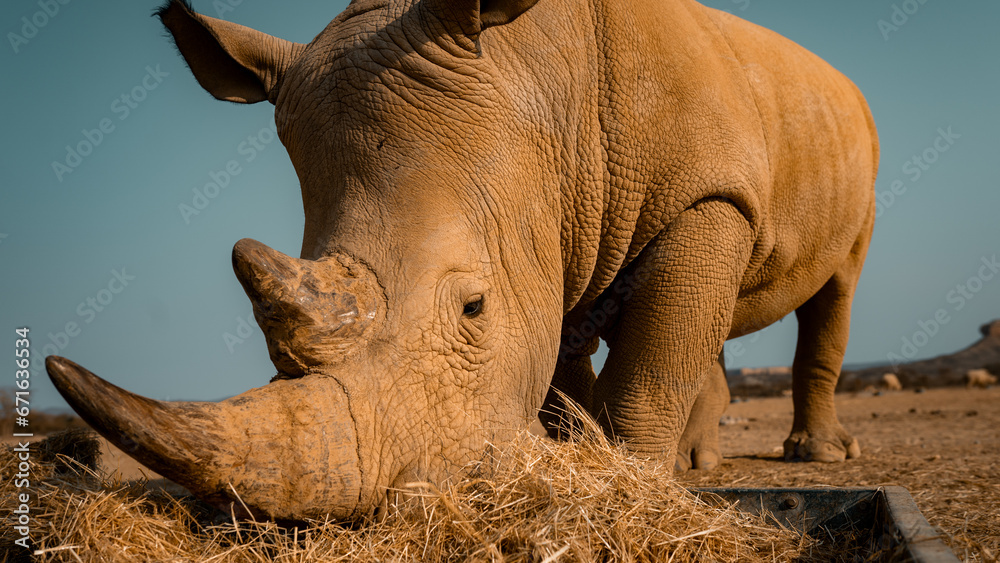 Fototapeta premium rhino in the sun feeding