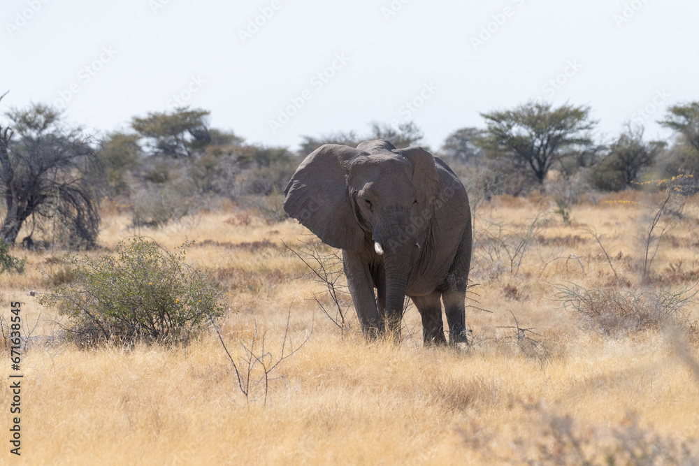 Telephoto shot of one giant African Elephant -Loxodonta Africana- grazing on the plains of Etosha National Park, Namibia.