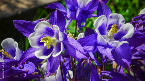 Fototapeta Naklejka Na Ścianę i Meble -  European columbine, common columbine (Aquilegia vulgaris) - unusual white and purple flowers