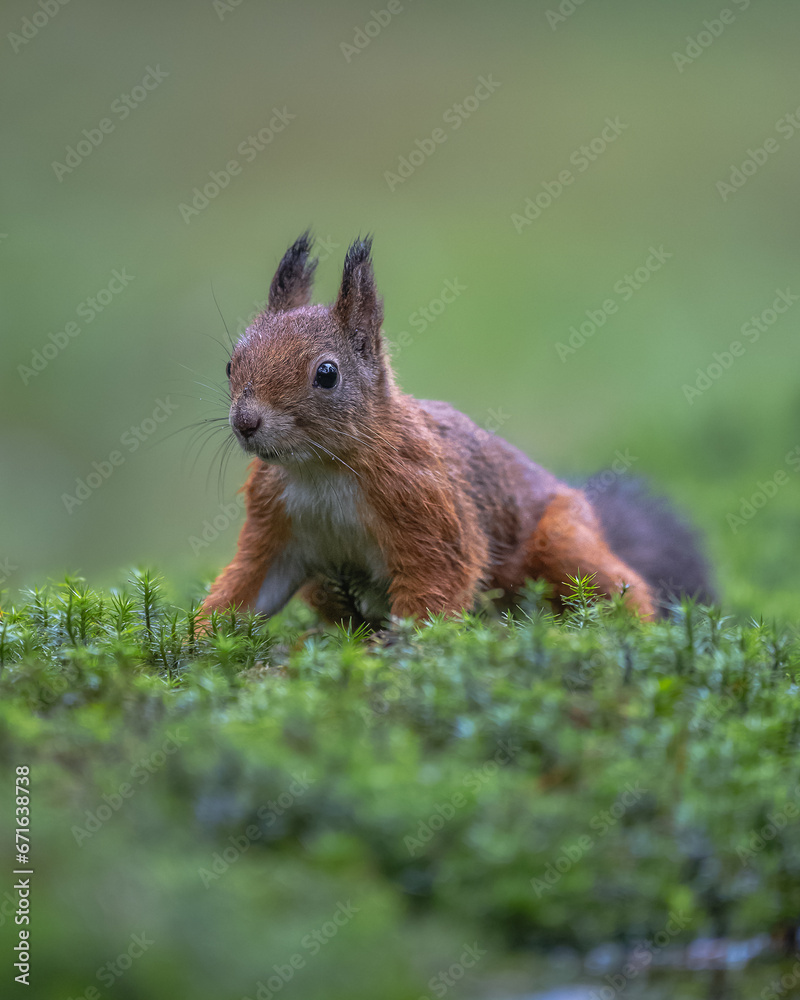 Eichhörnchen