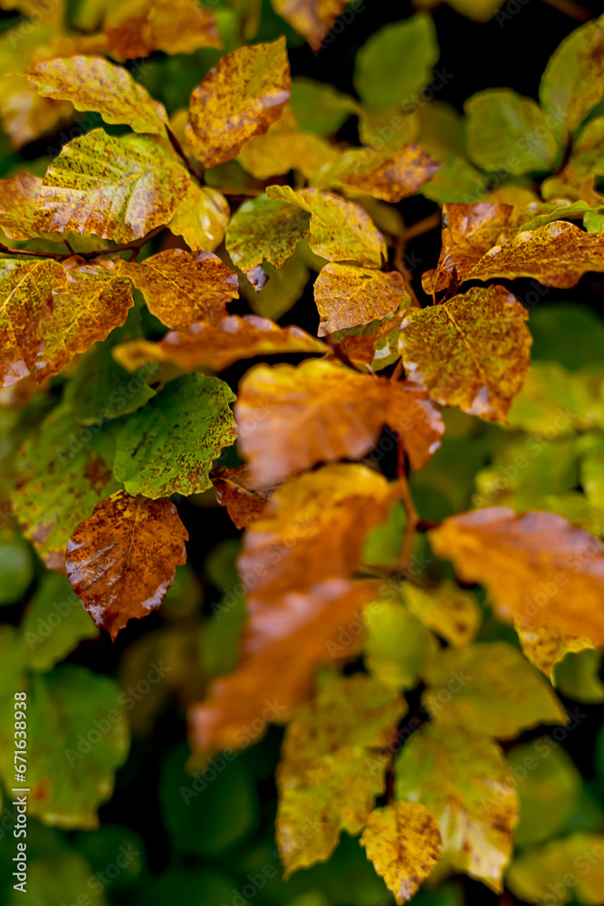 Season of beautiful fall leaves, fall background Season of beautiful fall leaves, fall background
