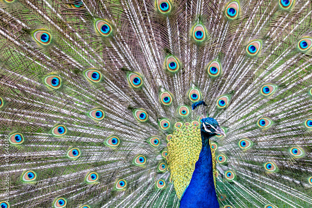 Fototapeta premium Peacock dancing and showing off his tail feathers