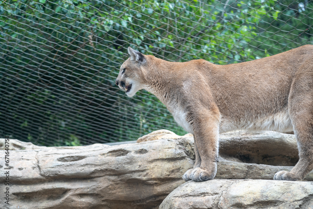 Naklejka premium Mountain lion perched on a rock in a zoo