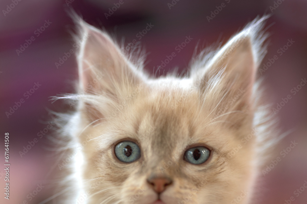 kitten close-up portrait sitting and looking at the camera kitten close-up portrait sitting and looking at the camera
