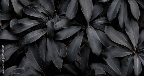 Top view of dark tropical leaves on black background. Nature concept. 