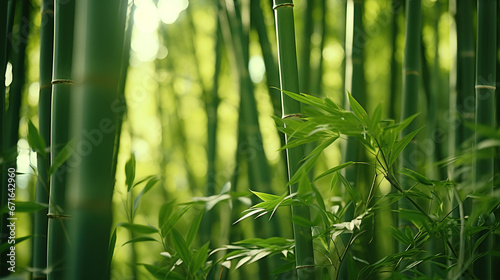 Lush greens and strong vertical lines of trees in a bamboo grove.