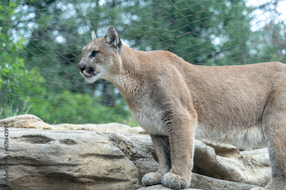 Naklejka premium Mountain lion perched on a rock in a zoo