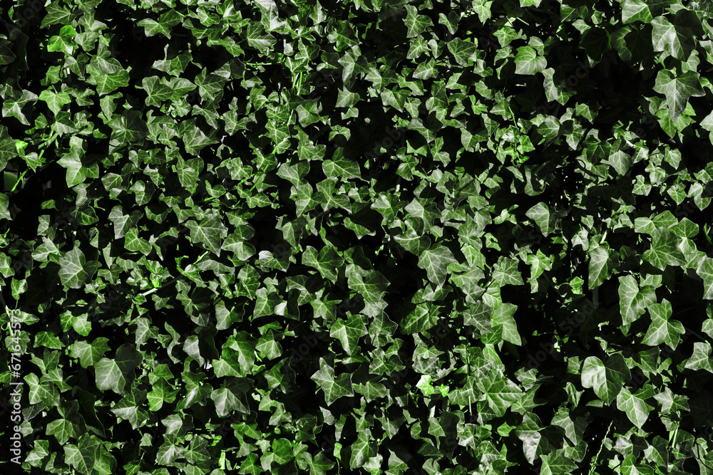 Obraz premium Ivy texture. Leaves background. Climber plant pattern. Creeper plant texture. Gedge bush background. Natural summer wall. Home outdoor decoration. Green leaves texture.