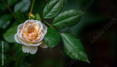 floral background of leaves, flowers cremy rose buds in dark warm colors selective focus with space for text