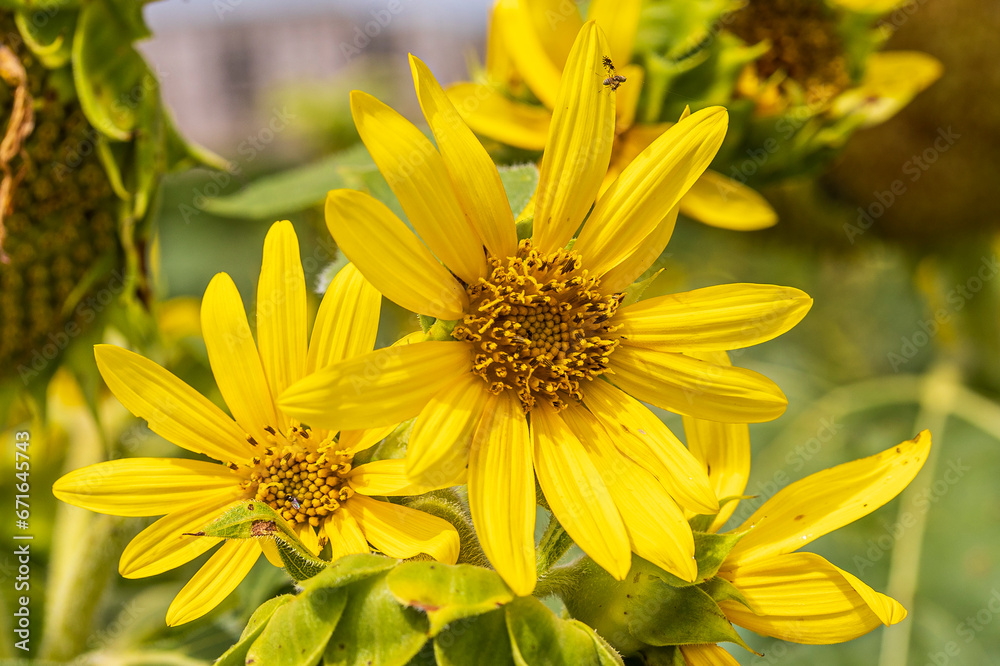 sunflower sunflower
