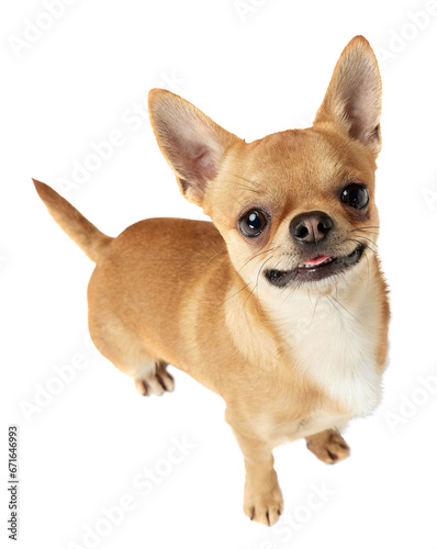 Cute, adorable, smiling purebred dog, chihuahua looking at camera isolated on transparent background. Concept of dog's fashion, animal lifestyle, vet, care photo