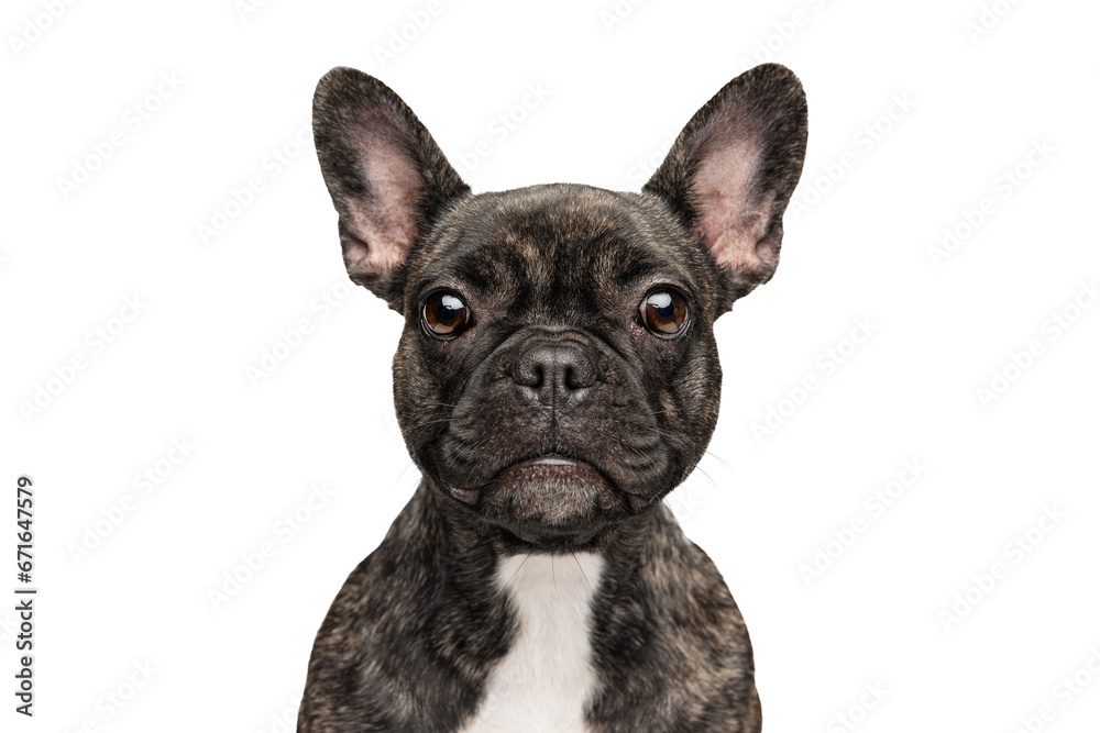 Beautiful, adorable, cute dog, purebred puppy of French bulldog posing isolated on transparent background. Looking at camera. Concept of motion, pets love, animal life.