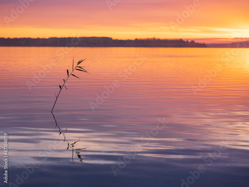 Single stalk of Reed in a calm Lake at sunrise
