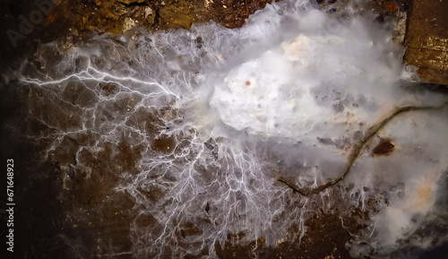 Overgrown colonies of mold fungi Ascomycetes on rotten organic matter
