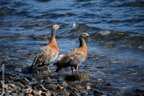 Pareja de Cauquén Real en orilla de lago